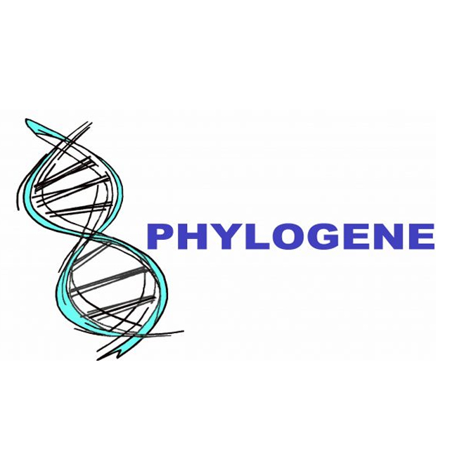 phylogene-logo.jpeg
